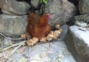 南龍古寨