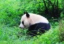 成都大熊貓繁育研究基地