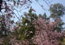 攀枝花公園