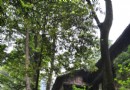 雷音寺
