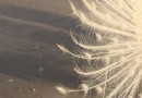 中華孔雀苑