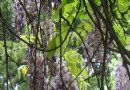 紫籐花-沉迷的愛_旅游游記 - 北京游記攻略