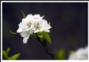 水長城&#8226;落英缤紛滿園春 