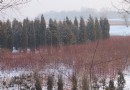 雪中的溫榆河 