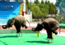 上海野生動物園旅游風景區介紹