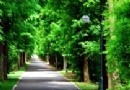 浦東高橋濱江森林公園旅游風景區介紹
