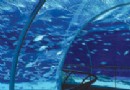 上海海洋水族館旅游風景區介紹