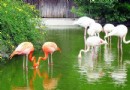 上海野生動物園旅游景點