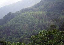 永川茶山竹海