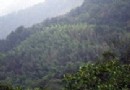 永川茶山竹海旅游風景區介紹