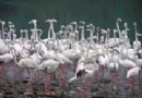 重慶野生動物世界旅游風景區介紹