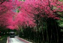 春暖花開 香氣為伴尋花花世界