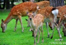 奈良公園