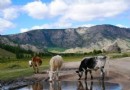 Terelj National Park