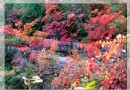 三峽紅葉12月份紅紅火火全面點燃三峽的每一個山頭