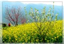 三峽巫山春游快樂之花開在心中