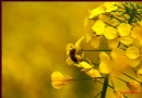 【潼南印象】菜花兒黃香醉蜜蜂——潼南菜花節㈤