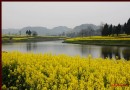 【潼南印象】瓊江河畔花香兩岸——潼南菜花節㈥