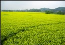【重慶打望】春意盎然菜花兒黃——墊江油菜花憶