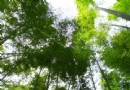 重慶茶山竹海秋游啰