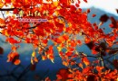 北京香山游記《香山紅葉》作者：楊朔