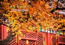 北京香山游記《秋韻》作者：宗璞