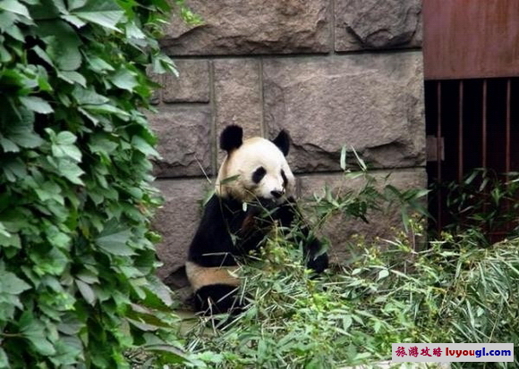 北京動物園熊貓館圖片
