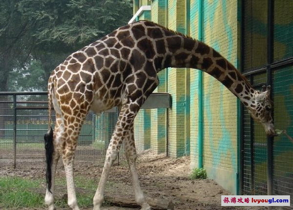 北京動物園長頸鹿館圖片