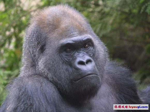 北京動物園大猩猩館圖片