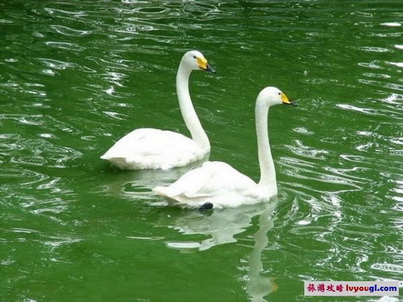 北京動物園大猩猩館圖片