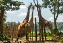 新加坡動物園