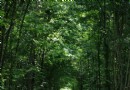 愛情隧道
