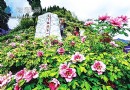 重慶墊江牡丹生態旅游區