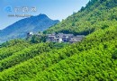重慶永川茶山竹海