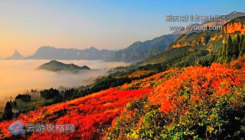 重慶南川金佛山景區