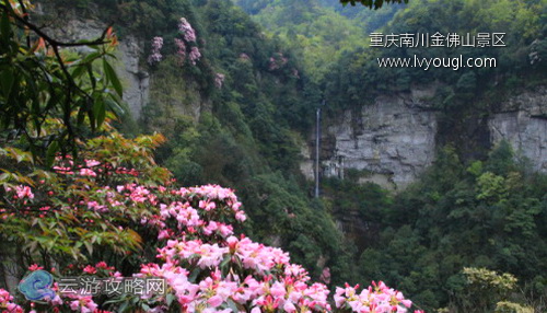 重慶南川金佛山景區