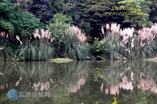 崇明島東平國家森林公園