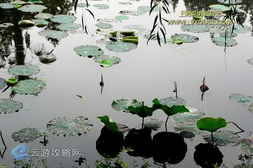 崇明島東平國家森林公園