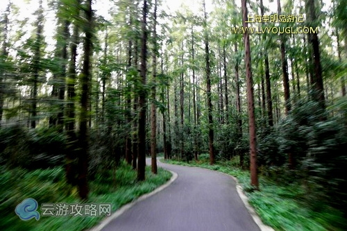 崇明島東平國家森林公園