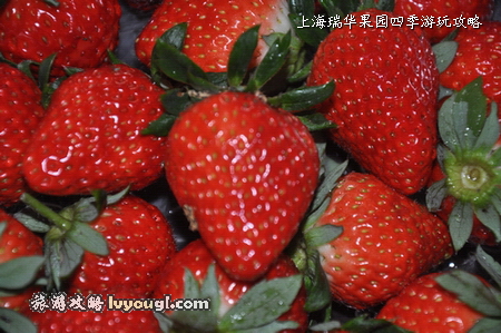 鮮紅靓麗的紅頰、章姬等草莓品種。