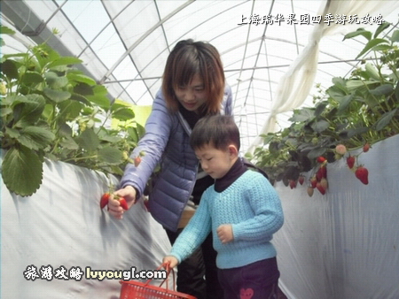 圖：上海瑞華果園11月-4月上市鮮紅靓麗的紅頰、章姬等草莓品種。