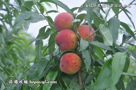 成熟錦香黃桃、上海水蜜桃