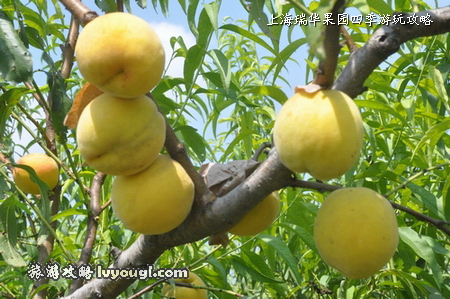 圖：上海瑞華果園8月中旬上市的優質錦繡黃桃