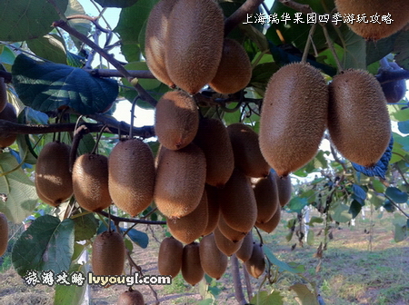 圖：上海瑞華果園9月-10月成熟的海沃德、徐香、金魁、紅陽等猕猴桃