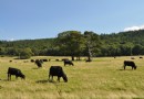 基拉尼國家公園