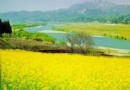 京郊六大油菜花觀賞地