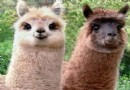 北京動物園圍觀神獸草泥馬