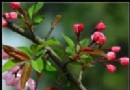 北京春天賞花完全資訊指南