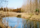 崇明森林公園