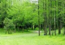 上海共青森林公園